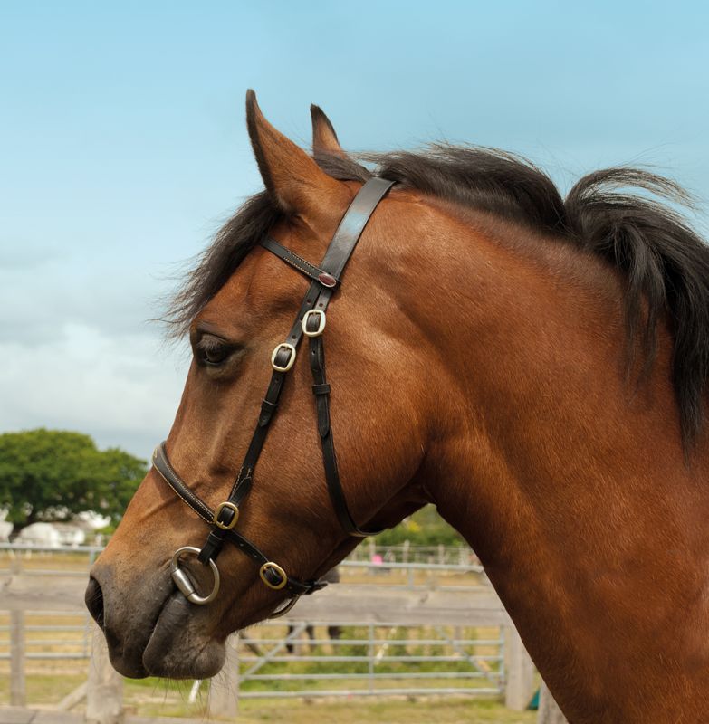 Windsor Inhand Leather Bridle