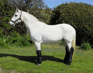Rhinegold full length fleece lined travel boots