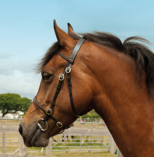 Windsor Inhand Leather Bridle