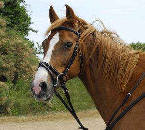 Windsor Leather Comfort Bridle with Crank style Flash Noseband